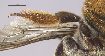 Media type: image;   Entomology 16256 Aspect: Leg hind